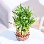 Ugaoo Lucky Bamboo 3 Layer Feng Shui Plant (green color)