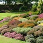 10 x Scottish Heathers (Mixed) POT GROWN in 8cm pot (a249)