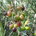 Hug A Plant | Olive Plant (Olea europaea) Fruit Live Plant (Home & Garden)