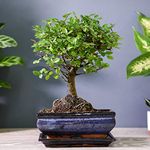 Bonsai Zelkova in Ceramic with Saucer Gift Wrapped House Plant Half-Hardy Tree Houseplant Plants Easy to Grow Your Own 1x 12cm Potted Plant by Thompson and Morgan