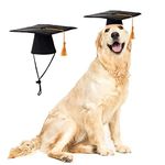 Graduation For Dog