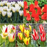 30 x Dwarf Tulips - Mixed Tulips Dwarf Rockery - Tulip Bulbs for Gardens - Spring Flowering Bulbs - Ready to Plant - Bulbs Size 10/11 - (Free P&P)