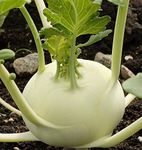 Creative Farmer Vegetable Seeds Chou-Rave Seeds - Kohlrabi ?Seeds Seeds For Organic Gardening Home Garden Seeds