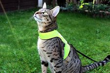 Mynwood Cat Jacket/Harness High Viz Kitten up to 8month