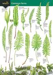 Common Ferns (WildID)