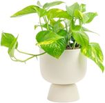 Costa Farms Pothos Plant, Easy to G