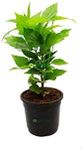 Hari Giver Garden® Parijat Harsringar Parijatak ShiuliTree Night Flowering Jasmine Live Plant With Mini Pot