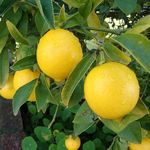 🅼🆅🅺🆁 Lemon Tree Live Plant ⁕ Hybrid variety lemon plant ⁕ Fruit comes within 6 months under.