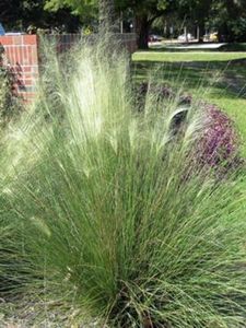 Perennial Farm Marketplace Muhlenbergia c. 'White Cloud' (Muhly) Ornamental Grass, Size-#1 Container, Blue Green Foliage