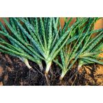 Himavat Aloe Vera baby plant | Medicinal plant for interior decoration and outdoor garden | Easy to grow succulent plant | Mixed size (5)