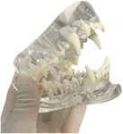 Transparent Canine Dog Cat Teeth An