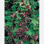 Thompson & Morgan Hardy Perennial Shrub, Chocolate Vine Akebia Quinata, Flowering Climber, Potted Garden Plants Ideal for Cottage Gardens, Walls, Fences, Patio and Containers (3 x 3 Litre Pot)