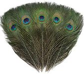 12 PCS Real Natural Peacock Eye Fea