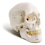 Myaskro® Premium Anatomical Skull Model | Hand-Painted & Numbered Landmarks for Maximum Precision | Includes Study Guide | Perfect for Medical Students, Doctors, & Professionals