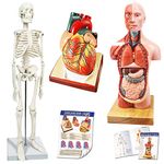 Evotech Human Body, Skeleton and Heart Models-Best Anatomy Model Bundle Set of 3 Hands-on 3D Model Study Tools for Medical Student or as Educational Kit for Kids