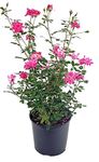 Rosa 'Zéphirine Drouhin' (Climbing Rose) Rose, thornless Pink Flowers, 3 - Size Container