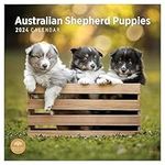 2024 Australian Shepherd Puppies Monthly Wall Calendar by Bright Day, 12 x 12 Inch Cute Dog Breed Gift