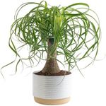 Costa Farms Ponytail Palm Live Plan