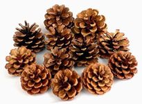 QHZHANG Natural Bulk Christmas Pine Cones for Home Party Decorations,Christmas Tree Fall Ornaments-30Pack