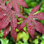 Bloodgood Japanese Maple Tree - 18-