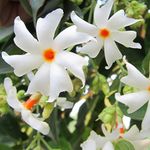 Hug A Plant | Pavizhamalli (Night Jasmine, Coral Jasmine) Jasmine Plant Flowering/Ornamental Live Plant (Home & Garden)