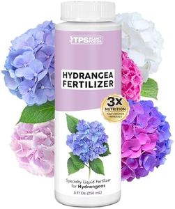 Hydrangea