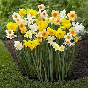 Daffodil B