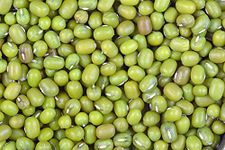 Green World IPM 410-3 (Shikha) Moong Seeds/Green Gram Researched Seeds for Farming (10 Kgs)