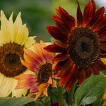 PREMIER SEEDS DIRECT - SUNFLOWER SEEDS - AUTUMN BEAUTY - 100 FINEST SEEDS