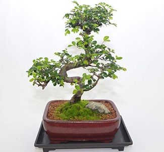 Indoor Bon