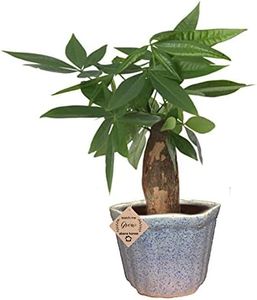 Abana Homes Bonsai Live Plant for Home Decor Pachira Bonsai Tree Money Tree in Ceramic Bonsai Pot