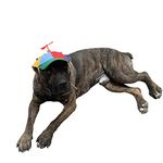 Umbrella Hat For Dogs