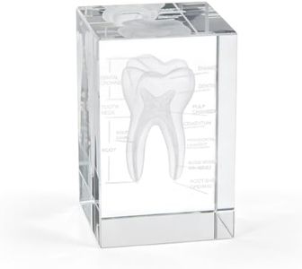 Ultrassist 3D Crystal Tooth Model, Laser-Etched Dentist Gift & Desk Decor