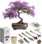 Bonsai Seed