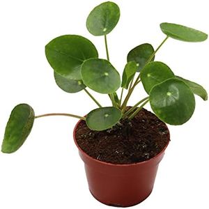 California Tropicals Rare Chinese Money Plant (Pilea Peperomioides) - Live House Plant, 4 Inch Pot for Easy Care, Perfect for Office, Home & Feng Shui Decor, Real Plants for Gardening