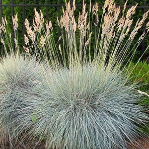 Outsidepride 5000 Seeds Perennial Festuca Cinerea Glauca Varna Blue Fescue Ornamental Grass Seed for Planting