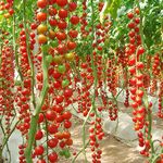 VibeX Red Cherry Cascade Tomato Fresh Organic Vegetablse Seeds-250 Seeds