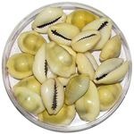 Priya Beads Natural Shell Lakshmi Pooja | Peeli Kodi, Kauri, Kowri, Cowry, Kaudi, Cowrie & Gavvalu Loose Packed Yellow (51)