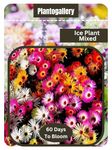 Plantogallery Flower Seeds | Ice Plant Mixed Flower Seeds For Home Gardening Pack Of 50 Seeds