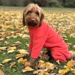 Warm Dog Fleece – Available in Five Sizes & Five Colours (Coral, Small (Four Legged))