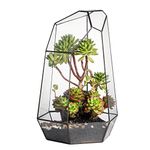 NCYP Large Irregular Prism Glass Geometric Terrarium Box Tabletop Succulent Plant Planter Flower Pot Fern Large Tall 23cm x 26.5cm x 41cm, No Plants Included