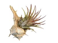 Tillandsia Ionantha Rubra, Air Plants Collection, Airplant, Airplants, Air Plant, No Soil Plants, Real Plant, Live Plant, Easy Care Plants, Decor House Plant (Small)