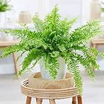 Boston Fern Plant in a 14cm Pot - Large Boston Fern for The Home