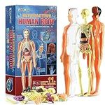 Rovox Human Anatomy for Kids Remova