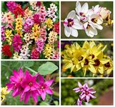 20x Ixia Mixed Bulbs African Corn Lily Mix Multi-Coloured Flowers Beautiful Autumn Planting Garden Perennial Plant Size 5/6