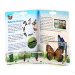 REAL BUG Butterfly Life Cycle, Set 0f 4