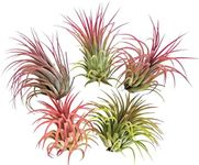 5 Large Air Plants Tillandsia Ionantha Variety - Live Tropical House Plants for Home Decor, DIY Terrariums