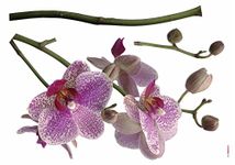 Komar - Deco Sticker Orchid - 100 x 70 cm - Wall Sticker, Wall Sticker, Wall Tattoo, Flowers, Natural, Flower Bud, Plant -17702h, Purple/White/Green