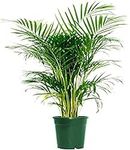 American Plant Exchange Areca Palm 