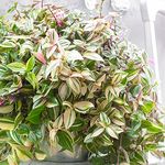 GardenersDream Tradescantia zebrina Quadricolor - Vibrant Four-Coloured Inch Premium Houseplant, Air-Purifying Indoor Plants for House - Low Maintenance Exotic Plants (15-25cm incl Pot)